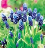 Bulbi Muscari Latifolium sau Zambila de Struguri - pachet 5 bucati marime 7/8 (Livrarea dupa 10 Septembrie)