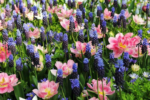 Bulbi Muscari Latifolium sau Zambila de Struguri - pachet 5 bucati marime 7/8 (Livrarea dupa 10 Septembrie) - imagine 3