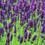 Lavandula Angustifolia Hidcote - lavanda la ghiveci P9.5 - imagine 2