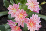 Lewisia mix culori - Planta suculenta cu flori la ghiveci  P9 - imagine 2