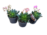 Lewisia mix culori - Planta suculenta cu flori la ghiveci  P9 - imagine 3