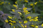 Lysimachia ciliata „Firecracker” la ghiveci P10 - H 10 cm (Livrarea dupa 10 Septembrie) - imagine 3