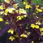 Lysimachia ciliata „Firecracker” la ghiveci P10 - H 10 cm (Livrarea dupa 10 Septembrie)
