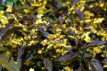 Lysimachia ciliata „Firecracker” la ghiveci P10 - H 10 cm (Livrarea dupa 10 Septembrie) - imagine 2
