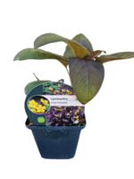 Lysimachia ciliata „Firecracker” la ghiveci P10 - H 10 cm (Livrarea dupa 10 Septembrie) - imagine 4