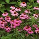 Echinacea Magnus la ghiveci P10 - H 5 cm - imagine 2