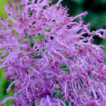 Bulbi Muscari Plumosum sau Zambila de Struguri - pachet 5 bucati marime 6+(Livrarea dupa 10 Septembrie) - imagine 3