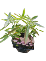 Luminita de Seara - Oenothera speciosa 'Siskiyou' (Evening Primrose) la ghiveci P9 - imagine 4