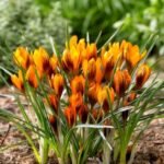 Brandusa - Crocus Orange Monarch marime 5/7- pachet 5 bulbi (Livrrarea dupa 10 Septembrie)