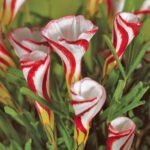 Oxalis Versicolor - pachet 3 bulbi (Livrarea dupa 10 Septembrie)