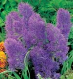 Bulbi Muscari Plumosum sau Zambila de Struguri - pachet 5 bucati marime 6+(Livrarea dupa 10 Septembrie)