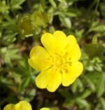 Potentilla neumanniana galbena la ghiveci P9 - imagine 3