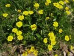 Potentilla neumanniana galbena la ghiveci P9