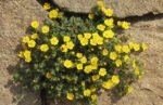 Potentilla neumanniana galbena la ghiveci P9 - imagine 2