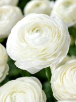 Piciorul Cocosului Alb - Ranunculus asiaticus White Buttercup - pachet 10 rizomi  (Livrarea dupa 10 Septembrie)) - imagine 2