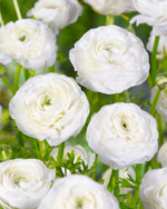 Piciorul Cocosului Alb - Ranunculus asiaticus White Buttercup - pachet 10 rizomi  (Livrarea dupa 10 Septembrie))