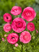 Piciorul Cocosului Roz - Ranunculus asiaticus Pink Buttercup - pachet 10 rizomi marime 6/7 (Livrarea dupa 10 Septembrie)