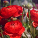 Piciorul Cocosului Rosu - Ranunculus asiaticus Red Buttercup - pachet 10 rizomi (Livrarea dupa 10 Septembrie)) - imagine 2