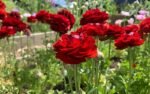 Piciorul Cocosului Rosu - Ranunculus asiaticus Red Buttercup - pachet 10 rizomi (Livrarea dupa 10 Septembrie)) - imagine 3