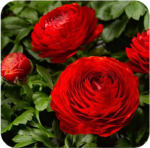 Piciorul Cocosului Rosu - Ranunculus asiaticus Red Buttercup - pachet 10 rizomi (Livrarea dupa 10 Septembrie))