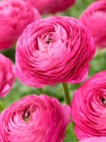Piciorul Cocosului Roz - Ranunculus asiaticus Pink Buttercup - pachet 10 rizomi marime 6/7 (Livrarea dupa 10 Septembrie) - imagine 2