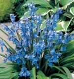 Scilla Campanulata Albastra - Clopotel Spaniol - pachet 3 bulbi marime 5/7 (Livrarea dupa 10 Septembrie) - imagine 3