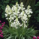 Scilla Campanulata Alba - Clopotel Spaniol - pachet 3 bulbi marime 6/7 (Livrarea dupa 10 Septembrie) - imagine 2