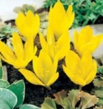 Sternbergia lutea - Narcisa de iarnă- pachet 3 bulbi marime 12+ (Livrarea dupa 10 Septembrie)