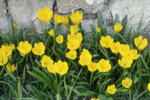 Sternbergia lutea - Narcisa de iarnă- pachet 3 bulbi marime 12+ (Livrarea dupa 10 Septembrie) - imagine 2