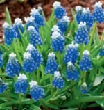 Bulbi Muscari Touch of Snow - pachet 5 bucati marime 8/9 (Livrarea dupa 10 Septembrie)