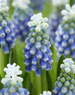 Bulbi Muscari Touch of Snow - pachet 5 bucati marime 8/9 (Livrarea dupa 10 Septembrie) - imagine 2