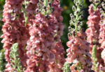 Verbascum „Caribbean Crush” -Lumanarica la ghiveci P9 - H 5-10 cm