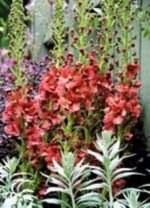 Verbascum „Caribbean Crush” -Lumanarica la ghiveci P9 - H 5-10 cm - imagine 2