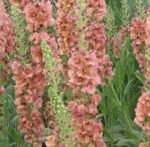 Verbascum „Caribbean Crush” -Lumanarica la ghiveci P9 - H 5-10 cm - imagine 3