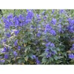 Aconitum carmichaelii „Arendsii” (Monkshood) - Gluga Calugarului la ghiveci P9 - imagine 3