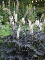 Cimicifuga - Actaea simplex 'Pink Spike' -  la ghiveci P10 - H 5 cm - imagine 2