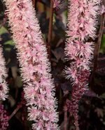 Cimicifuga - Actaea simplex 'Pink Spike' -  la ghiveci P10 - H 5 cm - imagine 3