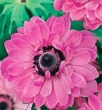 Anemone coronaria de Caen cu flori duble „Admiral” - pachet 10 bulbi marime 5+ (Livrarea dupa 10 Septembrie )