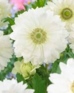 Anemone coronaria „Mount Everest” - pachet 10 bulbi marime 5+ (Livrarea dupa 10 Septembrie)