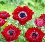 Anemone coronaria de Caen cu flori duble „The Governor” - 10 bulbi marime 5+ (Livrarea dupa 10 Septembrie )