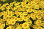 Anthemis tinctoria „Kelwayi” - Musetel Auriu Kelwayi la ghiveci P9