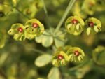 Planta perena vesnic verde Euphorbia Ascott Rainbow la ghiveci P11 - H 20-25 cm - imagine 3