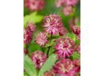 Astrantia major Primadonna la ghiveci P9 - H 5-10 cm - imagine 3