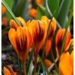 Brandusa - Crocus Orange Monarch marime 5/7- pachet 5 bulbi (Livrrarea dupa 10 Septembrie) - imagine 2