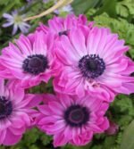 Anemone coronaria de Caen cu flori duble „Admiral” - pachet 10 bulbi marime 5+ (Livrarea dupa 10 Septembrie ) - imagine 2