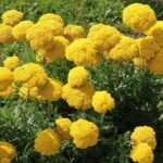 Achillea filipendulina „Cloth of Gold” (Panza de Aur) - Coada soricelului decorativa la ghiveci P10 - H 5 -10 cm - imagine 3