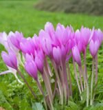 Brandusa de toamna -Colchicum Gyant - 1 bulb marime 20/22 (Livrarea dupa 10 Septembrie) - imagine 2