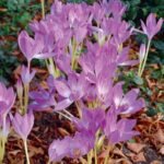 Brandusa de toamna -Colchicum Gyant - 1 bulb marime 20/22 (Livrarea dupa 10 Septembrie) - imagine 3