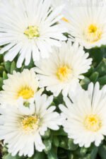 Floare de gheata vesnic verde - Delosperma congestum alba la ghiveci P8 - H 5 cm