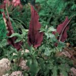 Bulb Dracunculus vulgaris sau Crinul Dragon marime 20/25 - 1 bucata - imagine 3